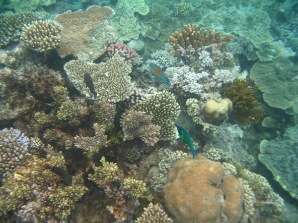 Brillaint coral