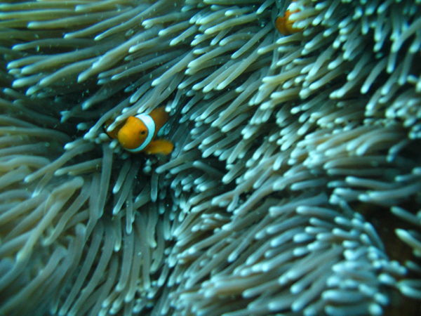 Nemo the Clown Fish!