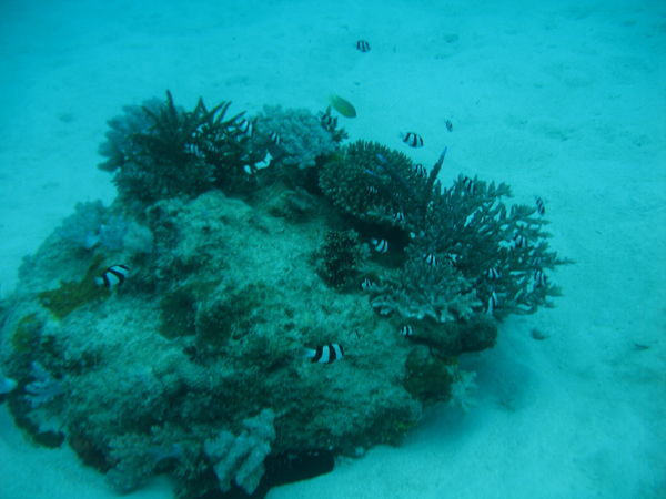 Black and white fish feeding on the coral