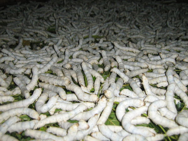 Hungry silkworms