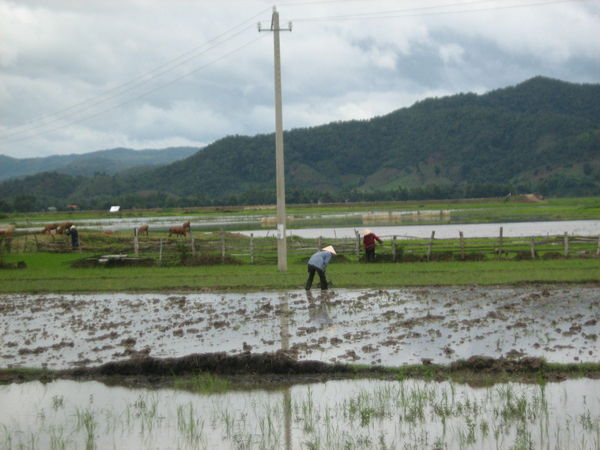 Working the rice fields