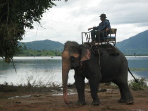 Elephant driver relaxing in the morning 