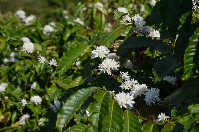 kávové květy příjemně voní