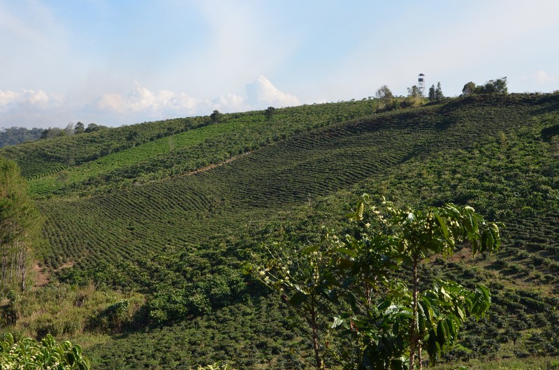 kávové plantáže