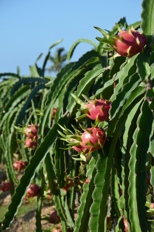 dračí ovoce roste na košatých kaktusech