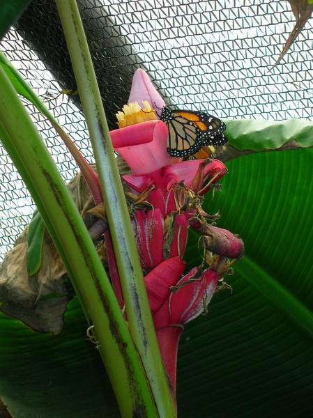mariposas y floras (schmetterlinge und blumen)