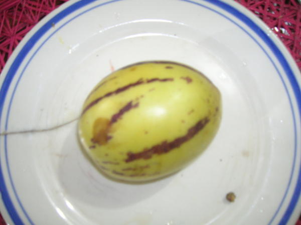 Pepino (suess, geschmack wie melone)