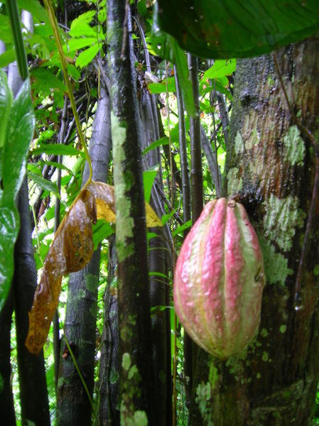 kakaofrucht