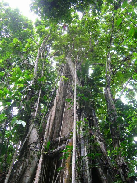 beeindruckender baum aus dem regenwald