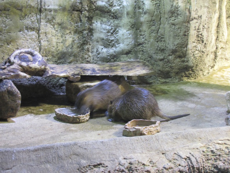 Giant water rats at the Dubai Mall Underwater Zoo