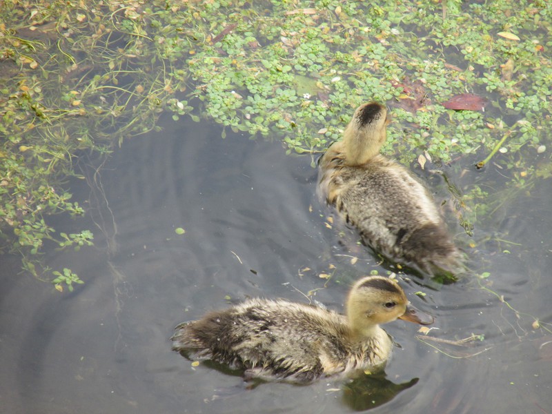 Ducklings are cute, no matter where!