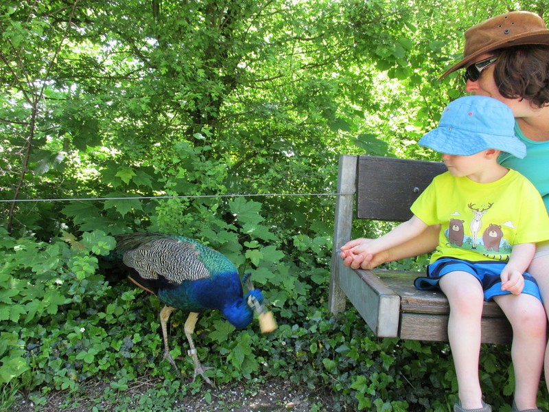 Zachary makes friends with a peacock.