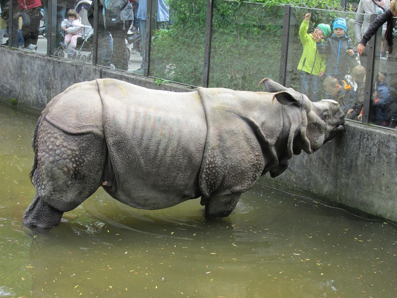 Munich Zoo's very cool rhino.