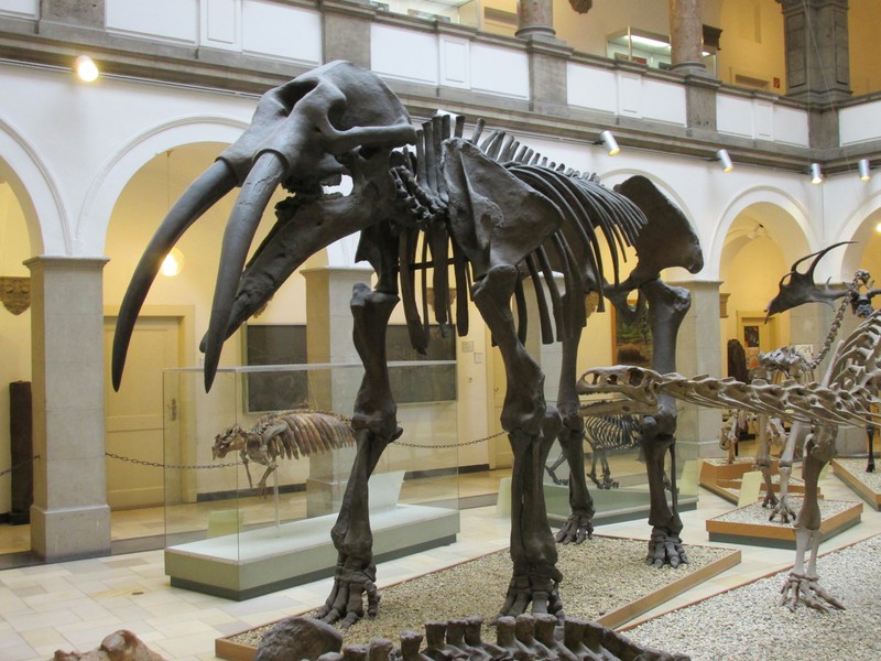 Mammoth at the Paleontological Museum.