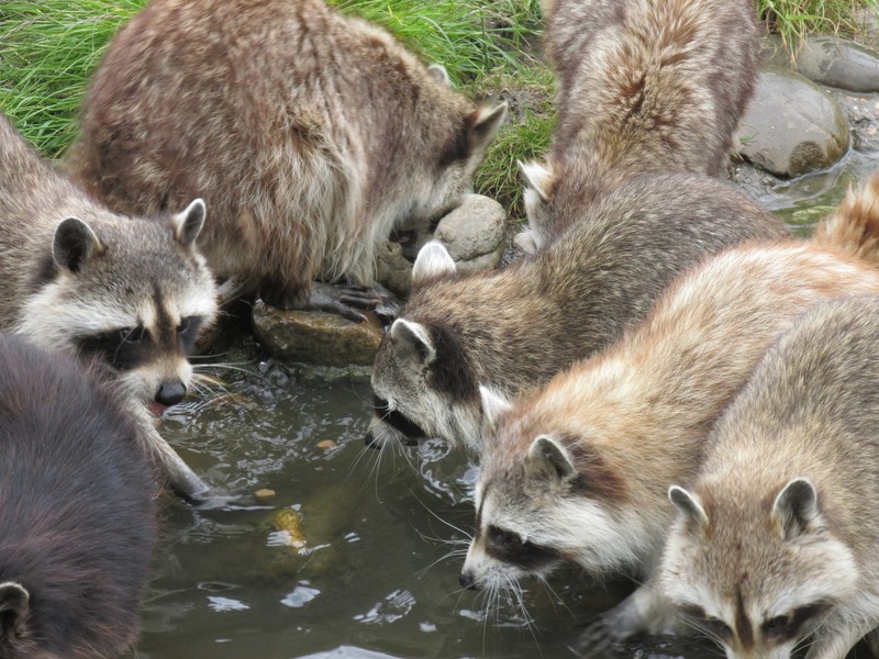 Raccoons - these are all ex-pets that were surrendered and now the Zoo looks after them.
