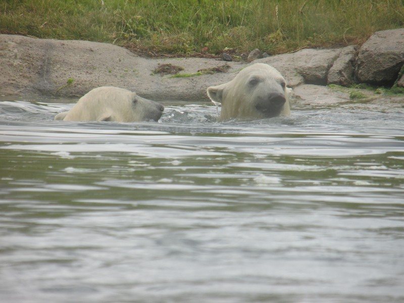 The new polar bear cubs at Blijdorp.