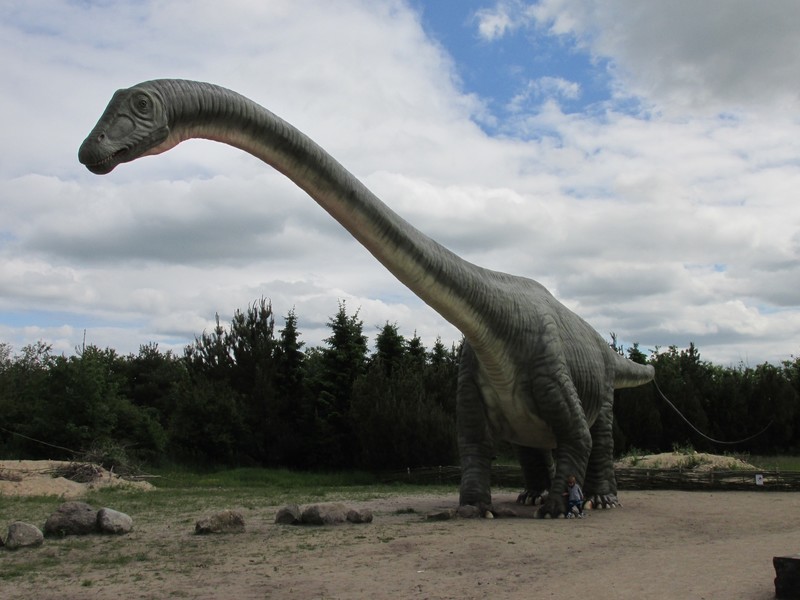 The Argentinosaurus - largest of all known dinosaurs.