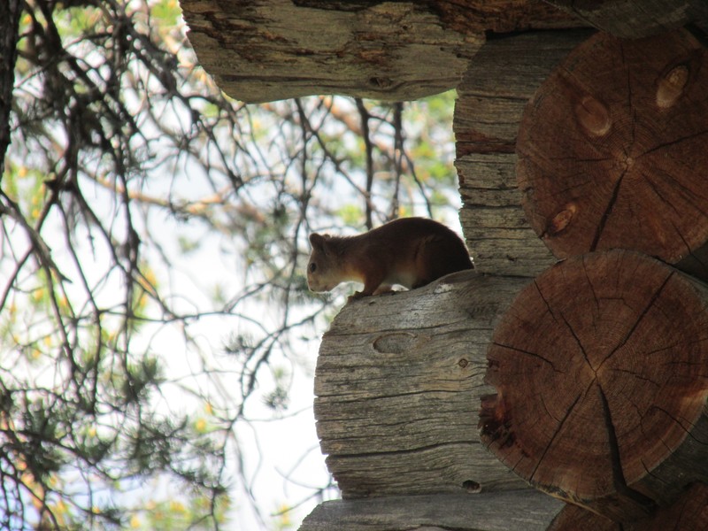 A squirrel finds a good place to perch.