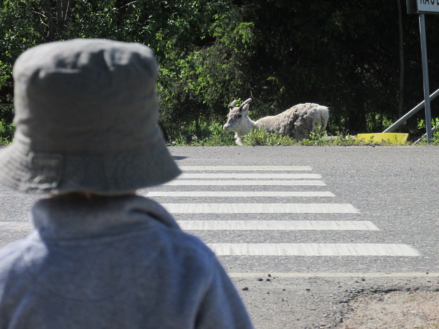 keeping-a-watchful-eye-on-the-wildlife-photo