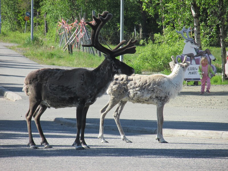 Not something you see in NZ! Reindeer out for a stroll in Lapland.