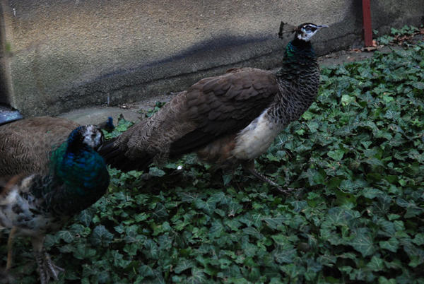 Peacocks in a random garden