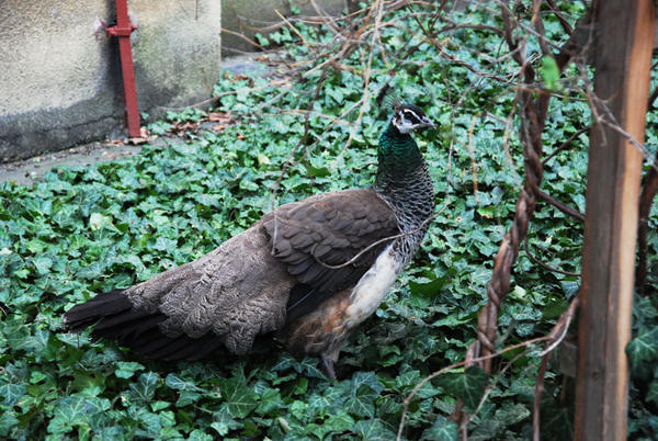 Peacock in a random garden