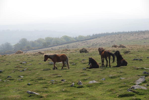 Wild Dartmoor ponies