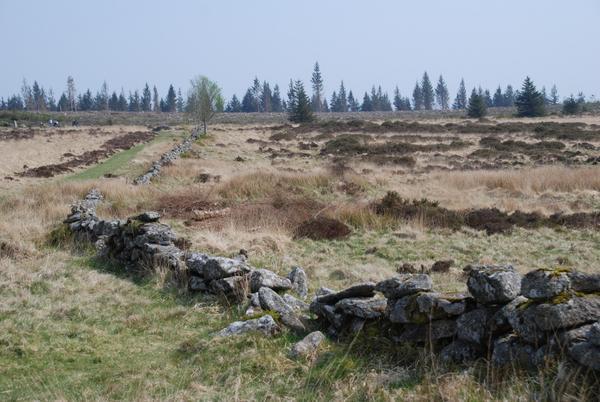 Old stone walls on the moor