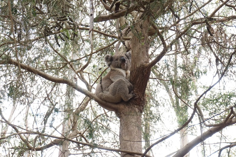 Le koala encore