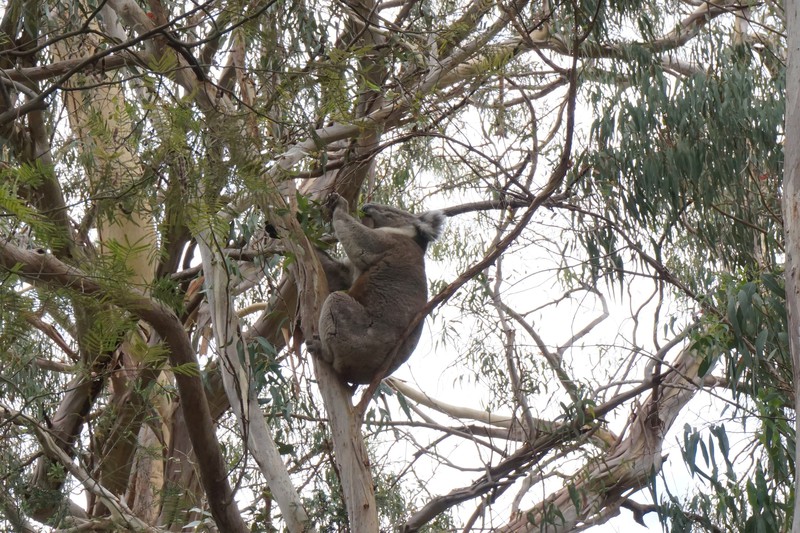Le koala qui mange ;-)