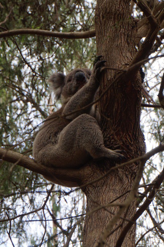 Notre premier koala!
