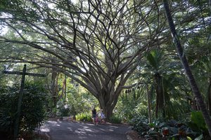 Brisbane Botanic Gardens Mount Coot-tha 