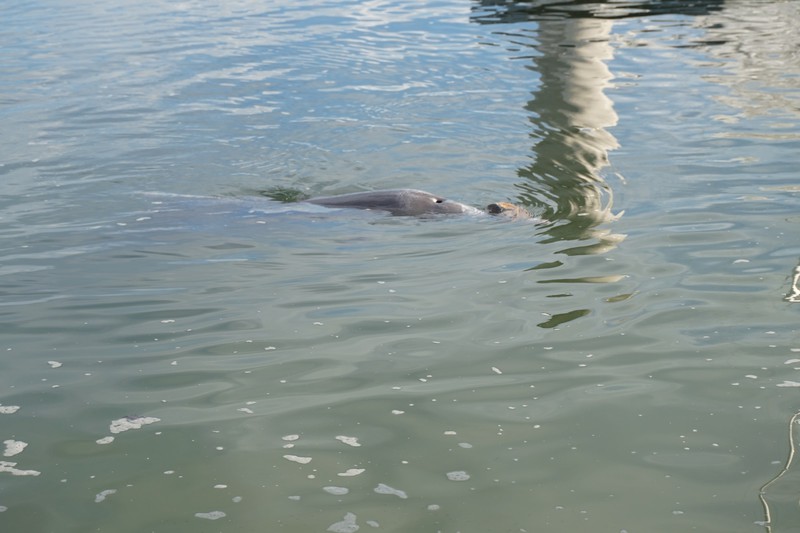 Tin Can Bay - Dolphin Centre