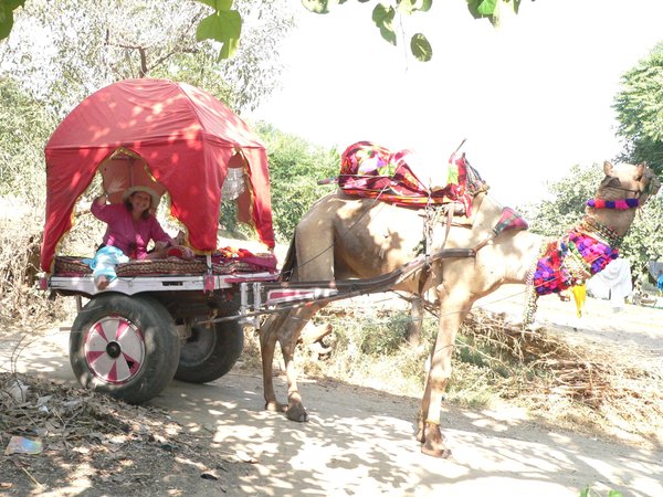 My Camel Cart
