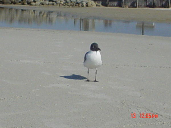 Little seagull friend