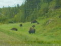 A whole herd of buffalo in the northern tip of BC