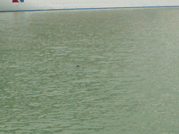 a curious harbor seal