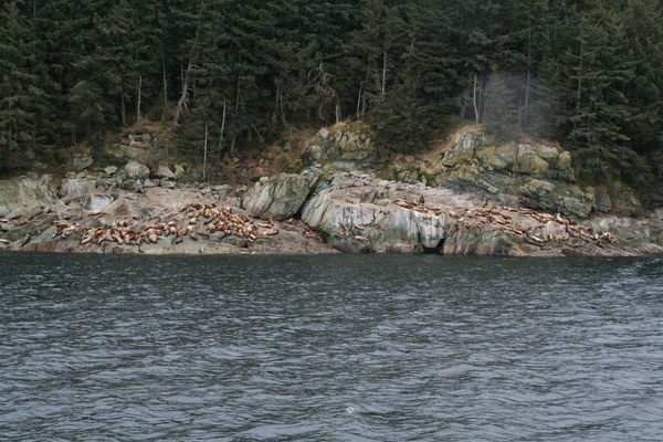 Sea lion rookery on Benjamin Island