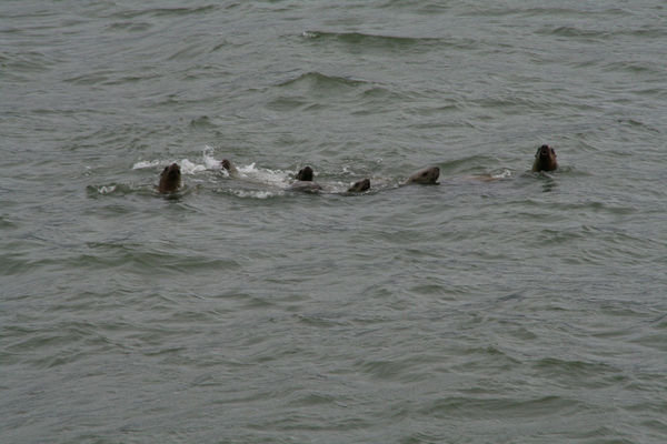 More sea lions