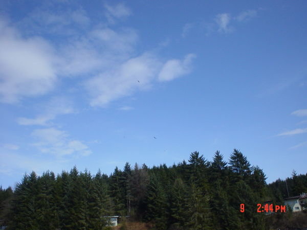 Eagles in Juneau