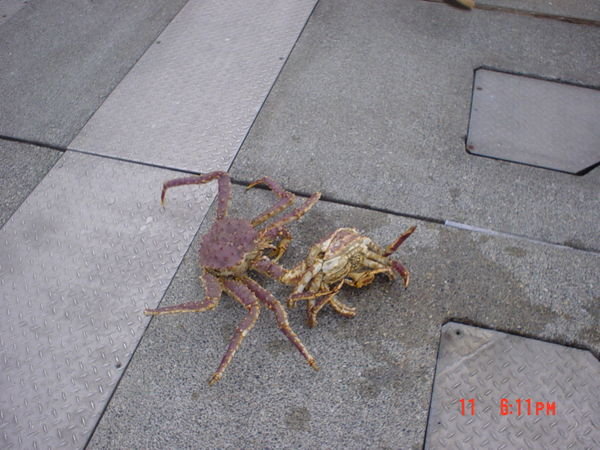 Alaskan King crab male and female