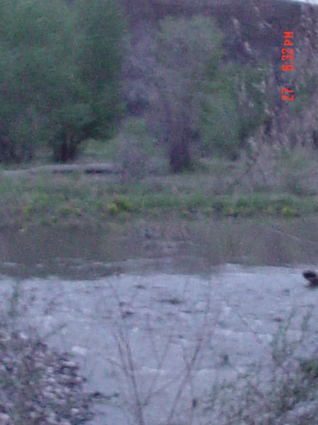 Blue heron on the river beside out campsite