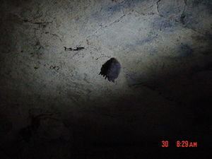 Crystal Lake Cave bat