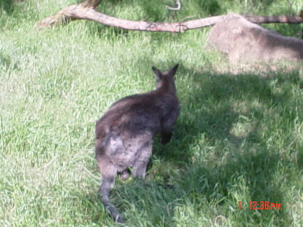 Type of kangaroo..ah, what's the word?!? um...hmm...