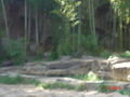 Tiger (laying down behind the bamboo)