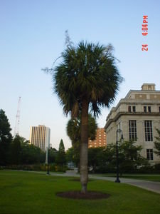 South Carolina is very proud of their Palmetto trees