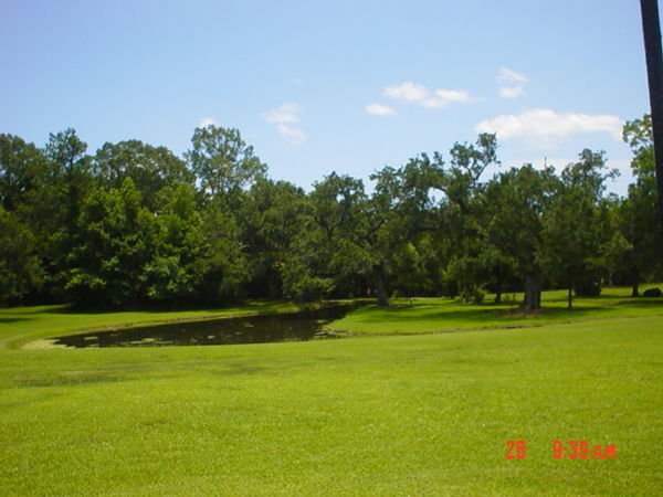 The pond and trees out front