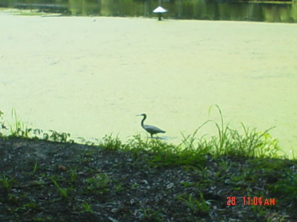 a baby crane in the swamp