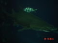 A sandtiger shark :)