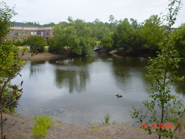 The ponds on the common with little fishes and turtles